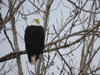 Southwestern Ontario bald eagle