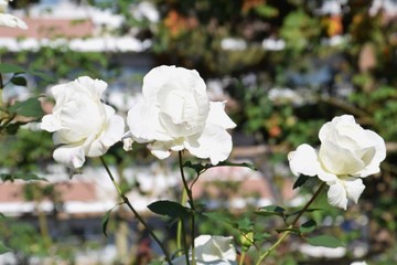 Obraz premium Roses in full bloom