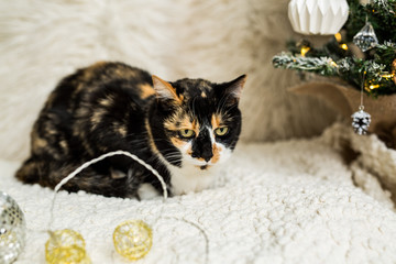 Calico Cat in Winter Scene