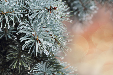 Naklejka na ściany i meble The branches of blue spruce or pine. Needles are covered with frost and water droplets. Christmas background. Selective focus, close-up.