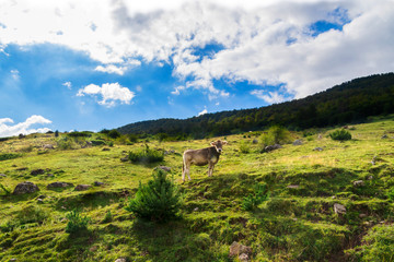 Nubes y claros en el Pirineo Aragones, España, vaca mirando a la camara