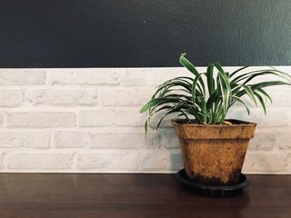 Green flower plant potted closeup on bric wall background