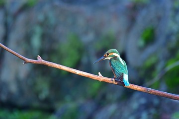 獲物にロックオンしたカワセミ