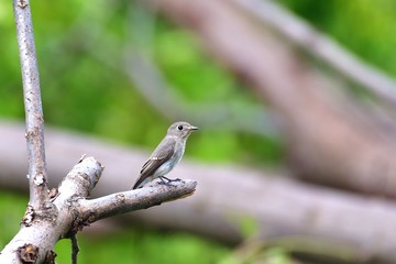 澄ましたポーズのコサメビタキ