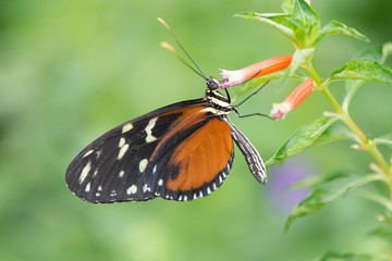 Butterfly 2018-44 / Tiger Longwing (Heliconius Hecale) On flower