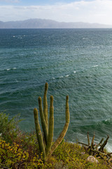 Ocean and Cactus