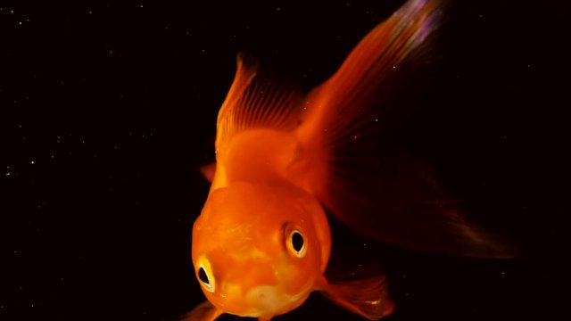 The fish float in the water column. Single adult goldfish with fins floating in fishbowl. Isolated on black background. Close up view footage