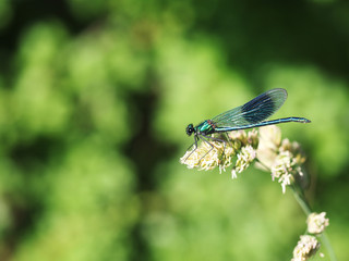 Green dragonfly resting on a plant