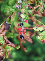 Redberries and blackberries hanging down with leaves in the background