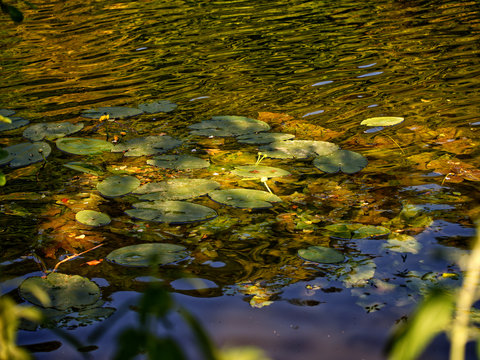 Lilly Pads Sitting On Water In The River Thames With A Monet Style Effect 