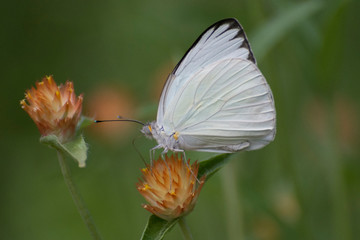 Butterfly 2018-51 / Great Southern White Butterfly 
(Ascia monuste)