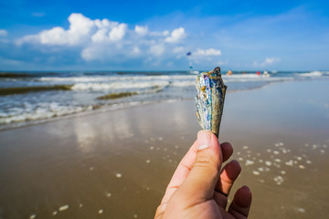 Beautiful thing of ocean