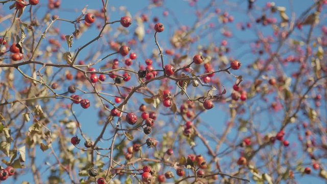 Red hawthorn berries on a bare branch without leaves against the sky. Red hawthorn berries on a frosty morning in November.
