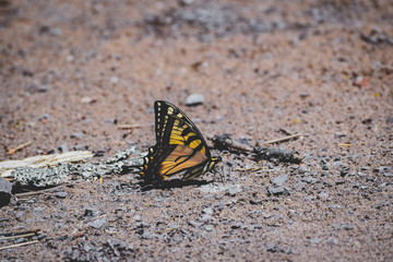 Fototapeta na wymiar Closeup of Butterfly