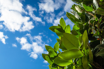 green leaves and blue sky