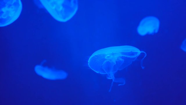 Blue jellyfish swim slowly, blue background
