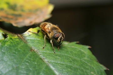Bee - Australian Native