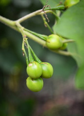 wild eggplant or pea eggplant turkey berry fruit on the tree