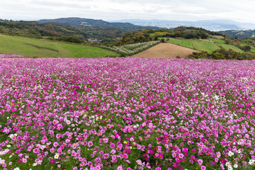 Cosmos flower field