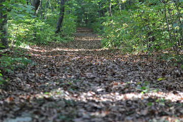 tree in the forest