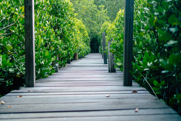 Man is walking on small wood bridge to nature walk way.