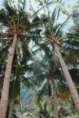 Fototapeta na wymiar Philippine Island Coconuts