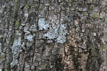 old tree bark