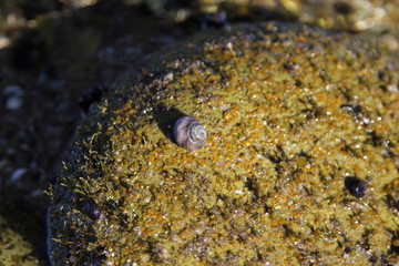 sea shell on the beach