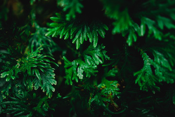 Blur closed up green leaf background.