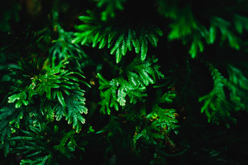 Naklejka na ściany i meble Blur closed up green leaf background.