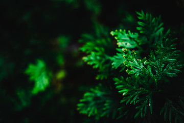 Blur closed up green leaf background.