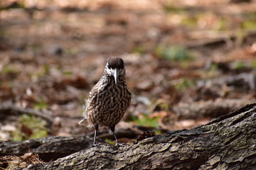 地面に下りた春のホシガラス