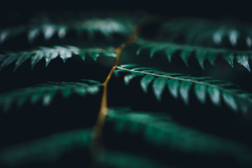 Blur closed up green leaf background.