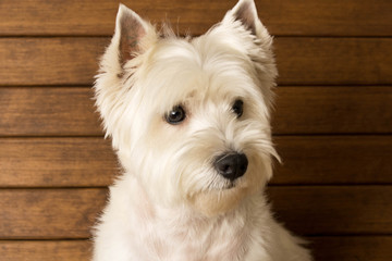 The West highland white Terrier sits against a wooden wall. Close up
