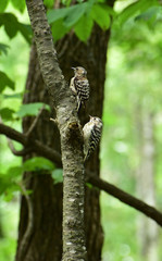 木を登るコゲラの親子