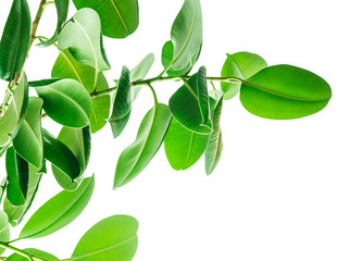 Branches of a rubber tree bottom view on white background, large rounded isolated green leaves. Elements for card, poster desing