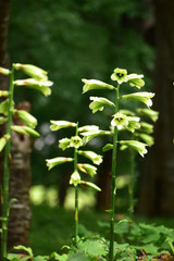 群生するオオウバユリ