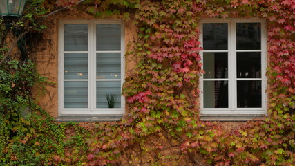 Fototapeta na wymiar Haus mit Pflanzen an der Fassade