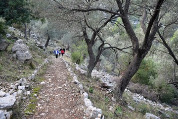 Campaign.Backpack tourism in pine forest. Turunc. Turkey	