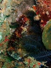 The beauty of underwater world in Sabah, Borneo.