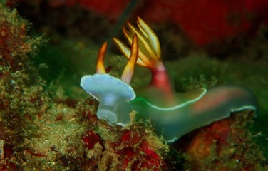 The beauty of underwater world in Sabah, Borneo.