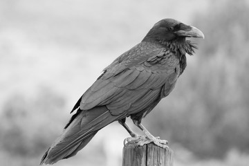 bird of prey