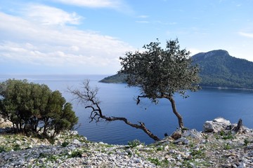 Campaign.Backpack tourism in pine forest. Turunc. Turkey	