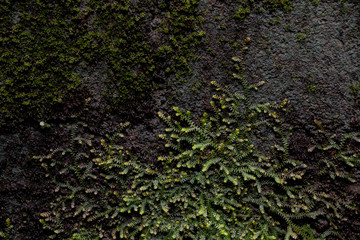Moss in garden
