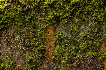 Moss in garden