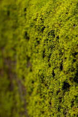 Moss in garden