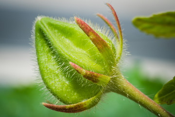 bud of a flower