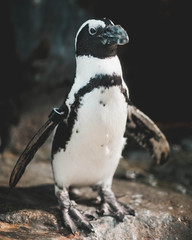 Posed Penguin