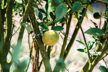 Orange of ripe in farm.