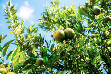Orange on tree with blue sky.